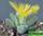Faucaria britteniae - фаукария бриттена