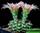 Gymnocalycium calochlorum  (гимнокалициум калохлорум)