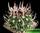 Echinofossulocactus grandicornis - эхинофоссулокактус крупнорогий