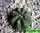 Astrophytum ascap