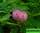 Мимоза стыдливая - mimosa pudica