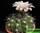 Gymnocalycium valnicekianum (гимнокалициум валнисекианум)