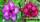Adenium obesum ko_12 x blue spirit