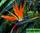 Стрелиция королевская - strelitzia reginae