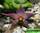 Stapelia arenosa - cтапелия ареноза