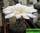 Gymnocalycium taningaense  (гимнокалициум танингаензе - из танинги)