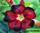 Adenium obesum black fire адениум обесум черный огонь