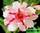 Adenium obesum double flower jabulani