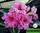 Adenium obesum hybrid ko_33