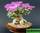 Триходиадема густая - trichodiadema densum
