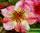 Adenium obesum desert rose gem of siam