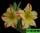 Adenium obesum sunflower (адениум обесум солнечный цветок)