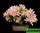 Рододендрон гибрид смесь №2 - rhododendron hybriden mix №2