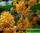 Osmanthus fragrans - османтус душистый
