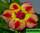 Adenium obesum double flower sunset (адениум обесум с двойными цветками закат солнца)