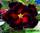 Adenium obesum double flower black madonna