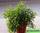 Rhipsalis cereuscula - рипсалис цереусовидный