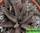 Gasteria ellaphieae