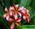 Plumeria rubra candy stripe - плюмерия красная кэнди страйп