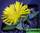 Faucaria subintegra - фаукария субинтегра