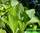 Dijon mustard leaf - горчица листовая дижонская